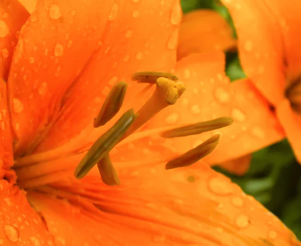 Turuncu lily çiçek — Stok fotoğraf