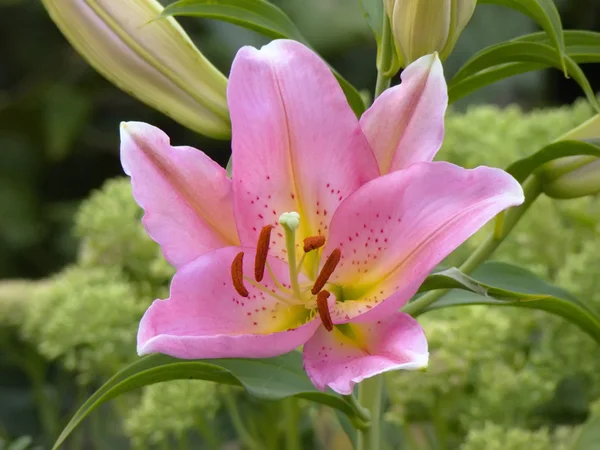 Rosa lilja blomma — Stockfoto