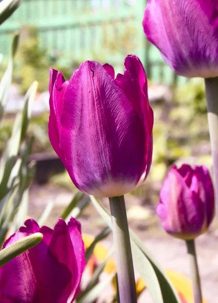 Tulipán púrpura — Foto de Stock