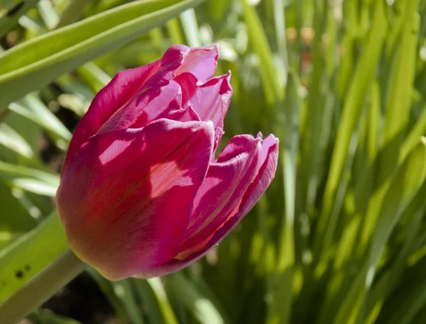 Tulipán púrpura — Foto de Stock