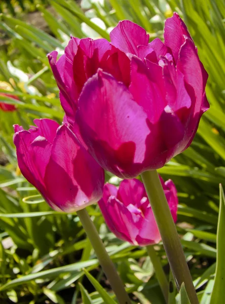 Пурпурный тюльпан — стоковое фото