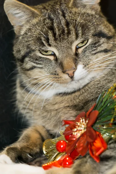 Gato con juguete de árbol de Navidad — Foto de Stock