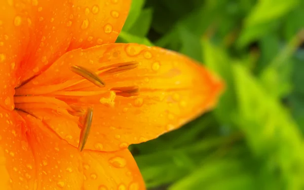 Narancssárga liliom virág — Stock Fotó