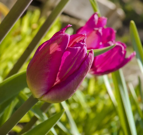 Lila tulpan — Stockfoto