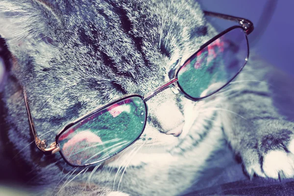 Randig katt i glasögon — Stockfoto