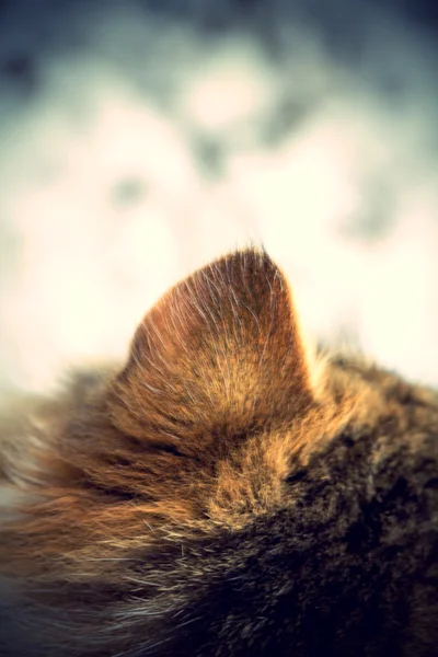 Kış kedi — Stok fotoğraf