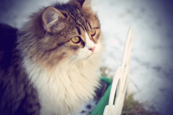 Зимняя кошка — стоковое фото