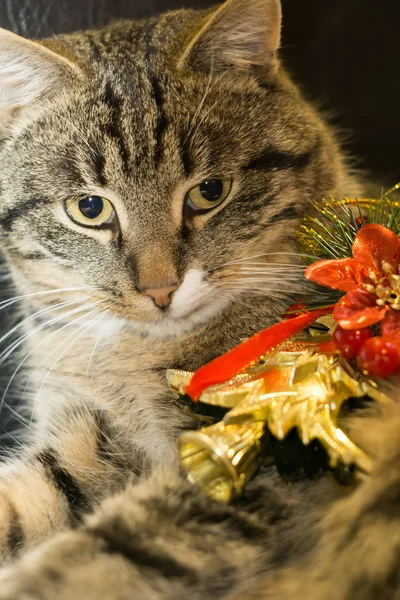 Gato con juguete de árbol de Navidad — Foto de Stock