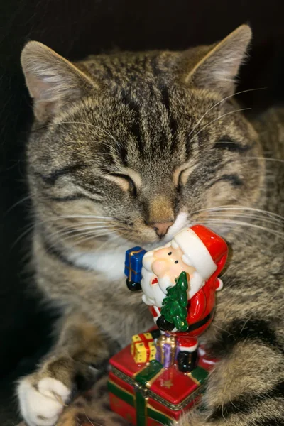 Kat met Santa Toy — Stockfoto