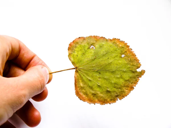 Grunge foglia verde — Foto Stock