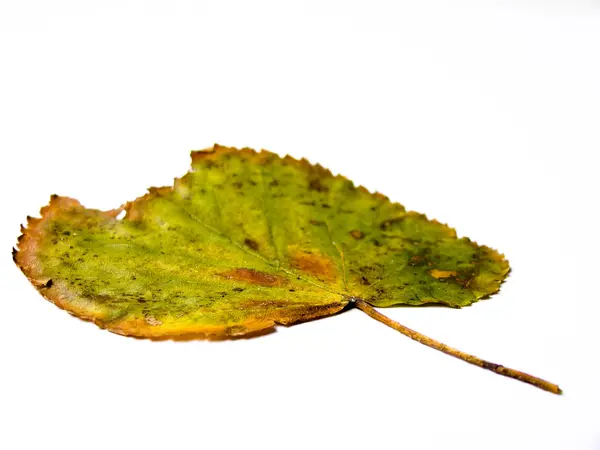 Grunge Green Leaf — Stock Photo, Image