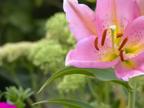 Rosa lilja blomma — Stockfoto