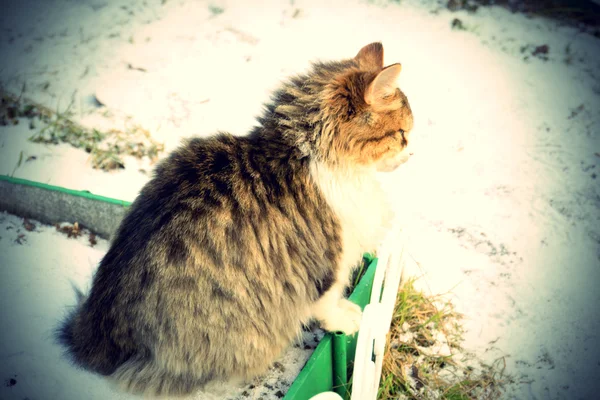 Vintern katt — Stockfoto