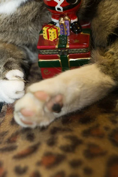 Santa oyuncak ile kedi — Stok fotoğraf