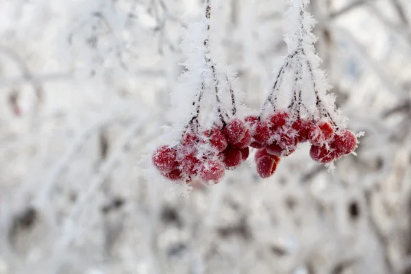 Frozen Rowan — Stock Photo, Image