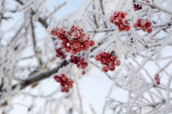 Frozen Rowan — Stock Photo, Image