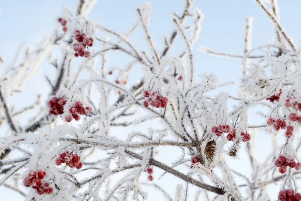 Rowan congelado — Fotografia de Stock