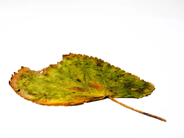 Grunge folha verde — Fotografia de Stock