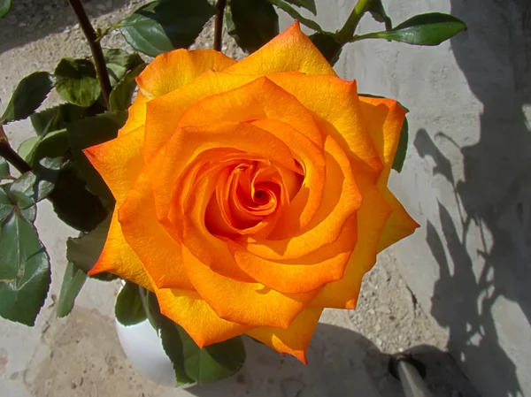 Rosa laranja brilhante — Fotografia de Stock