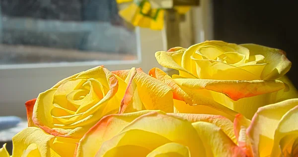 Bright yellow roses — Stock Photo, Image