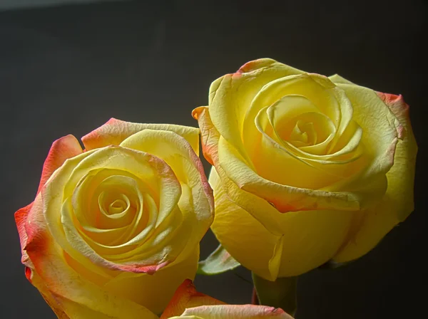 Bright yellow roses — Stock Photo, Image