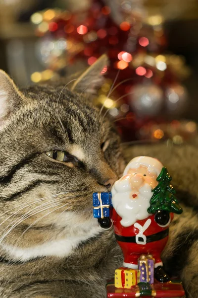 Santa oyuncak ile kedi — Stok fotoğraf