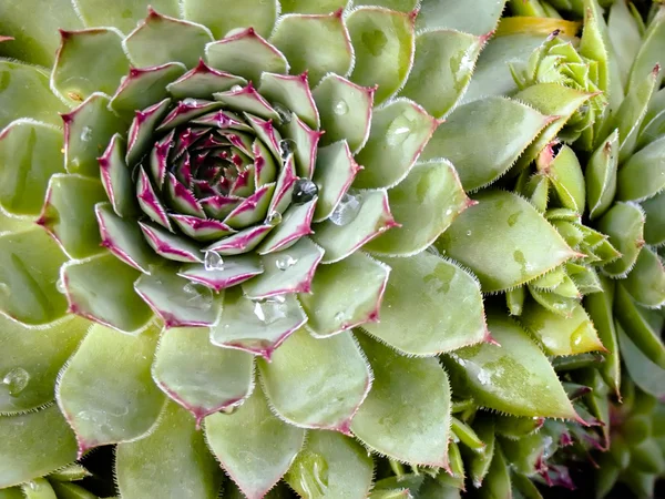 Etli kaktüs bitki — Stok fotoğraf