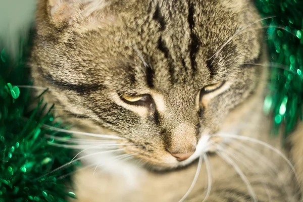 Cyperse kat en groene klatergoud — Stockfoto