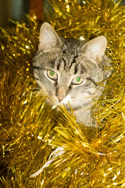 Tabby katt och gult glitter — Stockfoto