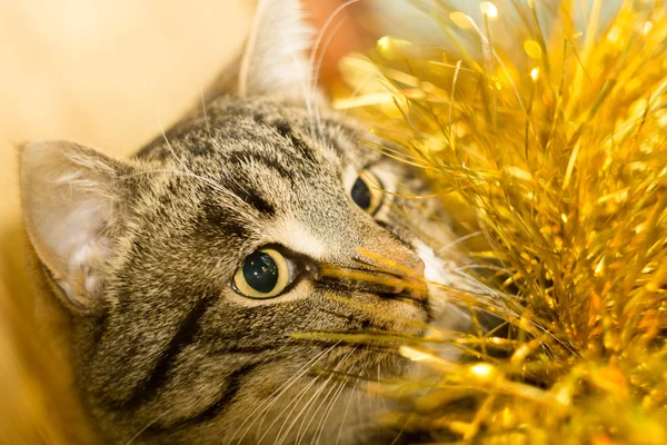 Gato de tabby y hojalata amarilla — Foto de Stock