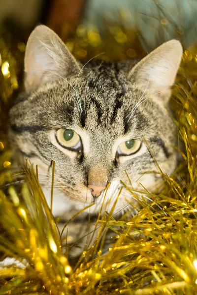 Mourovatá kočka a žluté Tinsel — Stock fotografie