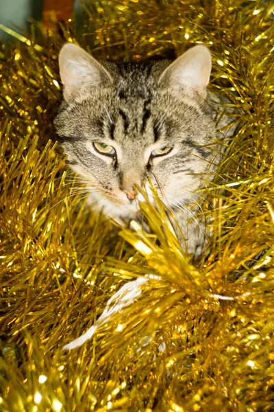 Tabby katt och gult glitter — Stockfoto