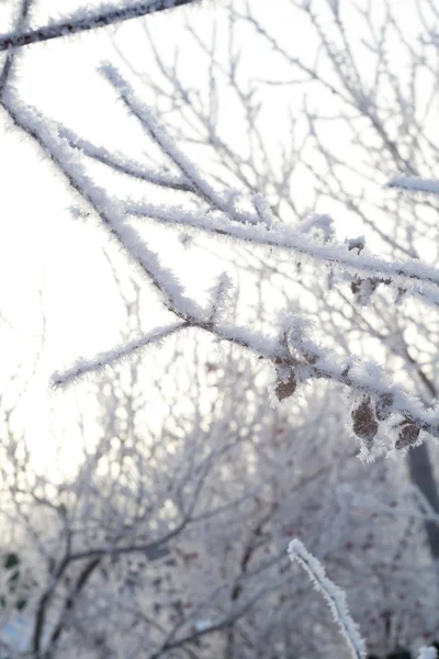 白霜的树木 — 图库照片