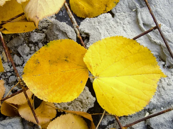 Due foglie gialle — Foto Stock
