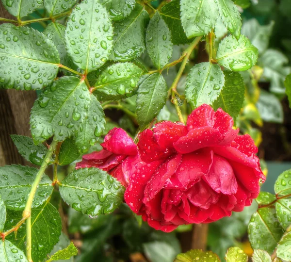 Wet Red Roses — Stock Photo, Image