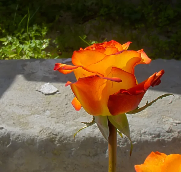 Rosa naranja brillante —  Fotos de Stock