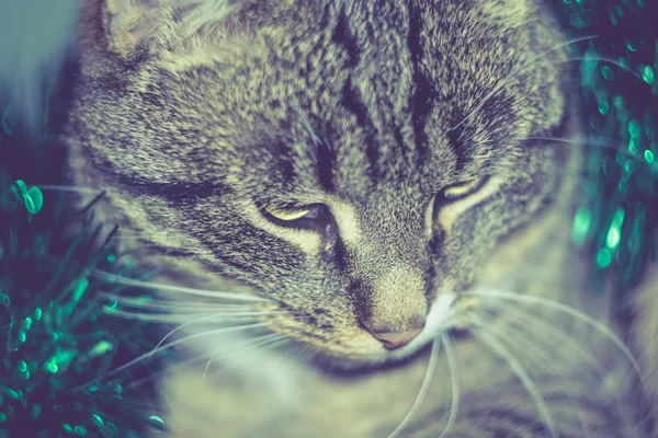 Retro mourovatá kočka a zelené Tinsel — Stock fotografie