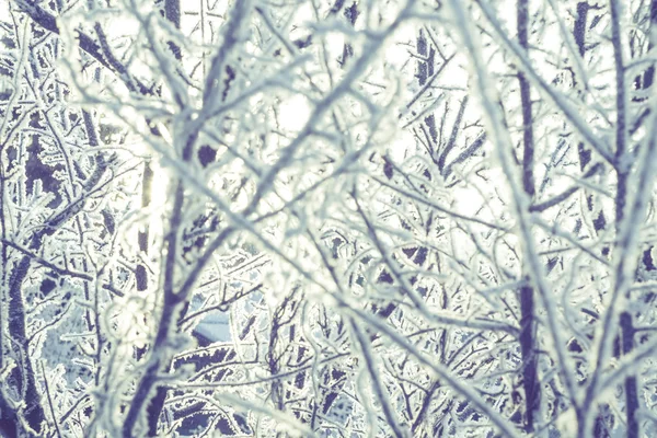 霧氷でレトロな木 — ストック写真