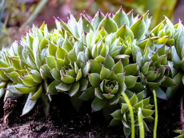 多汁的仙人掌植物 — 图库照片