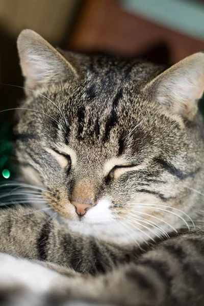 Tabby Cat e Green Tinsel — Foto Stock