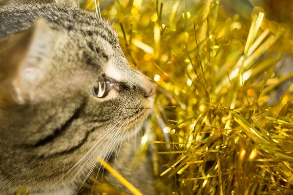 Mourovatá kočka a žluté Tinsel — Stock fotografie