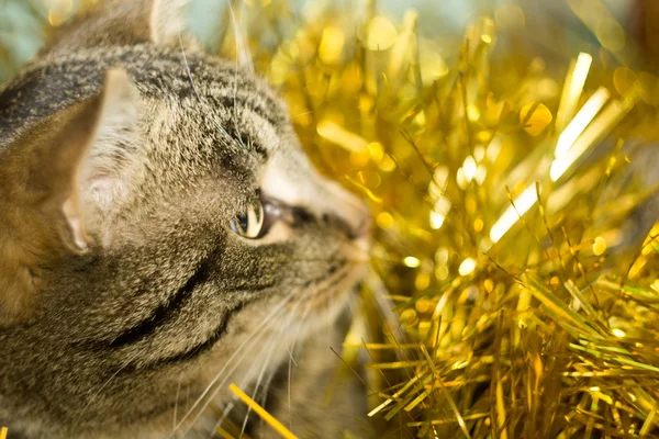 Tekir kedi ve sarı gelin teli — Stok fotoğraf