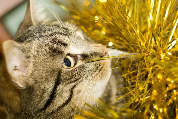 Chat Tabby et Tinsel Jaune — Photo