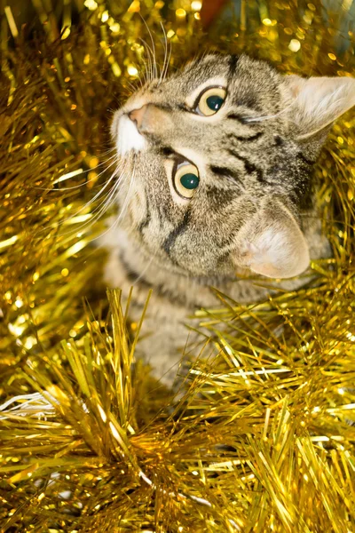 Tabby Cat e Tinsel Amarelo — Fotografia de Stock