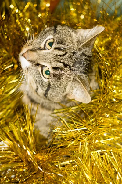 Tabby Cat e Tinsel Amarelo — Fotografia de Stock