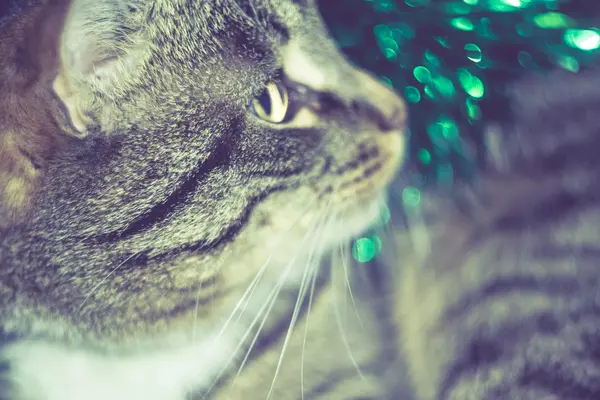 Retro mourovatá kočka a zelené Tinsel — Stock fotografie