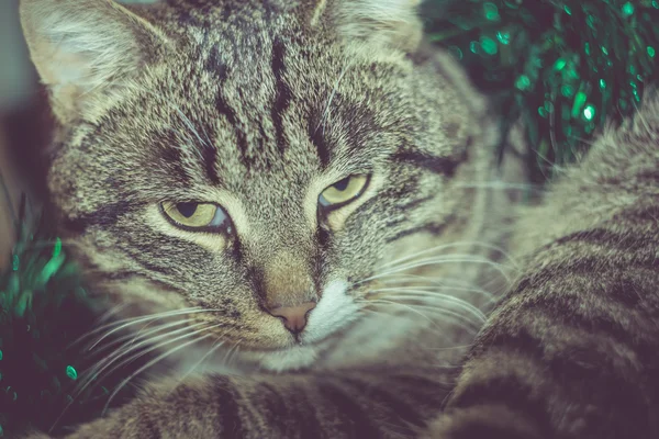 复古塔比猫和绿色的丁金 — 图库照片