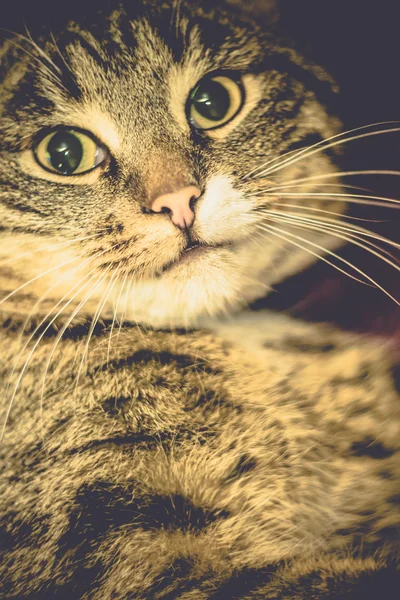 Retrato de gato retro tabby — Fotografia de Stock