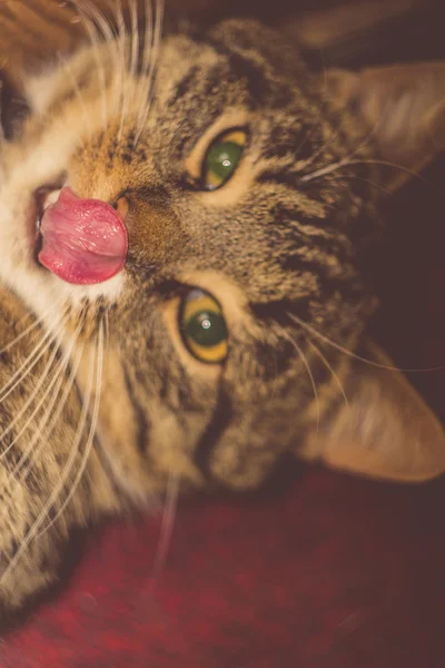 Retrato de gato retro tabby — Fotografia de Stock