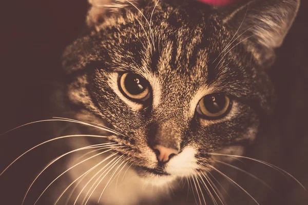 Portrét retro mourovatá kočka — Stock fotografie
